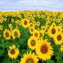 Sfeclă de zahăr 4 floarea soarelui 03074b82