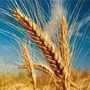 Sfeclă de zahăr 1 grau 1 54fbbb4b