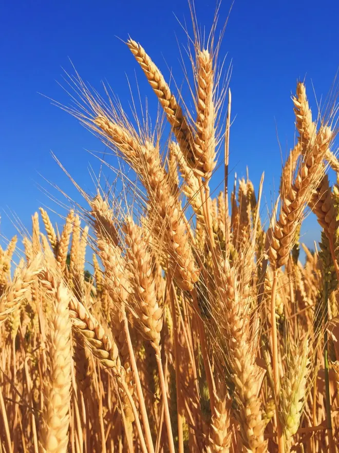 Pagina principala 33 grau 9caab9b5