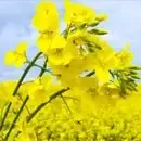 Sfeclă de zahăr 2 rapita acab8f07