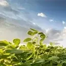 Sfeclă de zahăr 5 soia ac7475b6