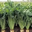 Sfeclă de zahăr 6 sfecla cccbc0c2