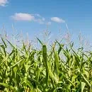 Sfeclă de zahăr 3 porumb 1 fb24d62a